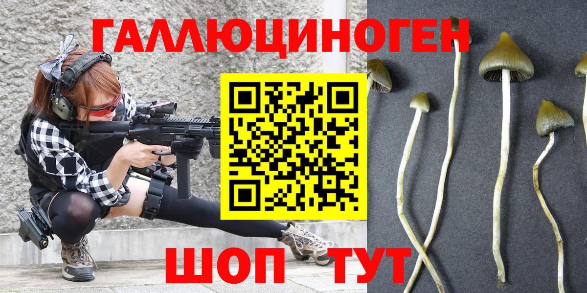 Галлюциногенные грибы Psilocybine cubensis Черняховск